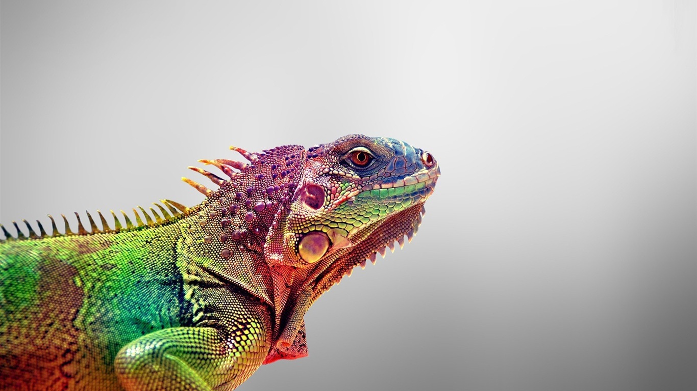 Animales colorido fondos de pantalla de alta definición camaleón #8 - 1366x768