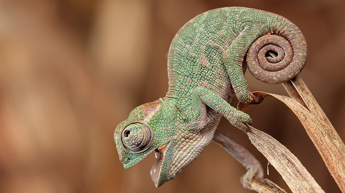 Animales colorido fondos de pantalla de alta definición camaleón #10 - 1366x768