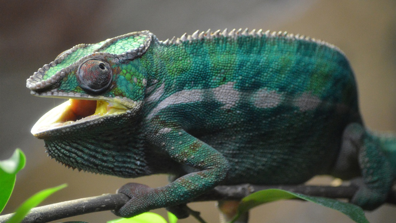 Animales colorido fondos de pantalla de alta definición camaleón #13 - 1366x768