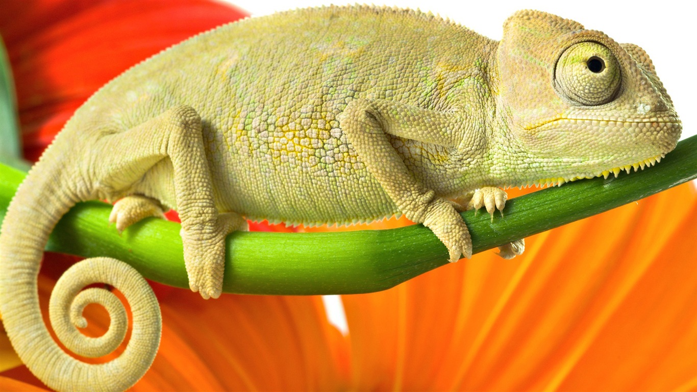 Animales colorido fondos de pantalla de alta definición camaleón #15 - 1366x768