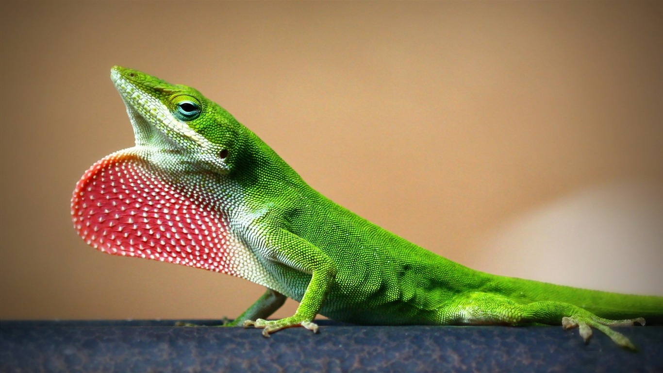 Animales colorido fondos de pantalla de alta definición camaleón #16 - 1366x768