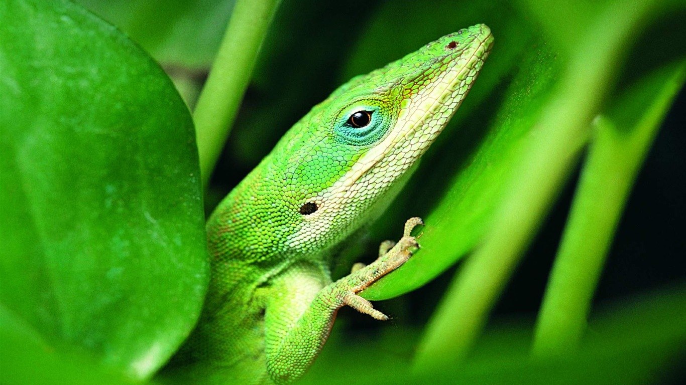 Animales colorido fondos de pantalla de alta definición camaleón #17 - 1366x768