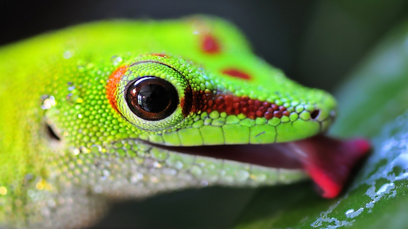 Animales colorido fondos de pantalla de alta definición camaleón #19 - 1366x768