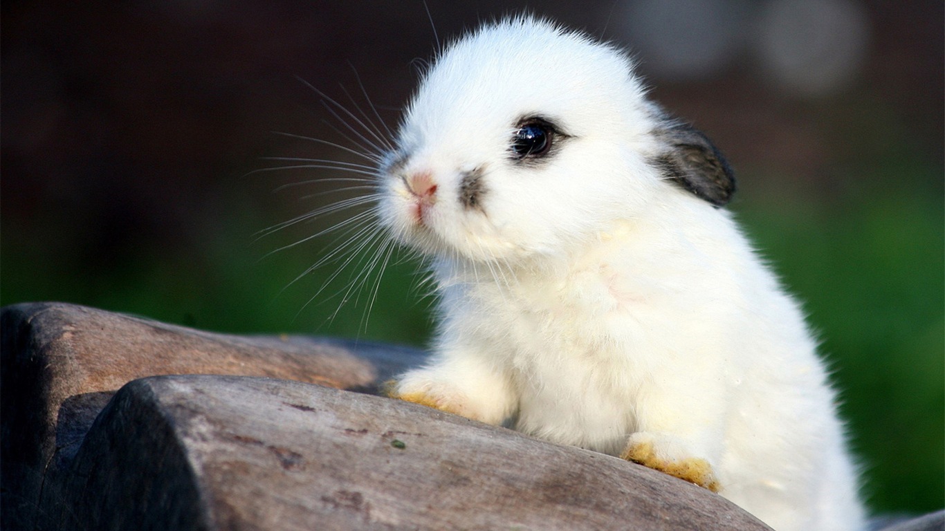 Furry animals, cute bunny HD wallpapers #2 - 1366x768