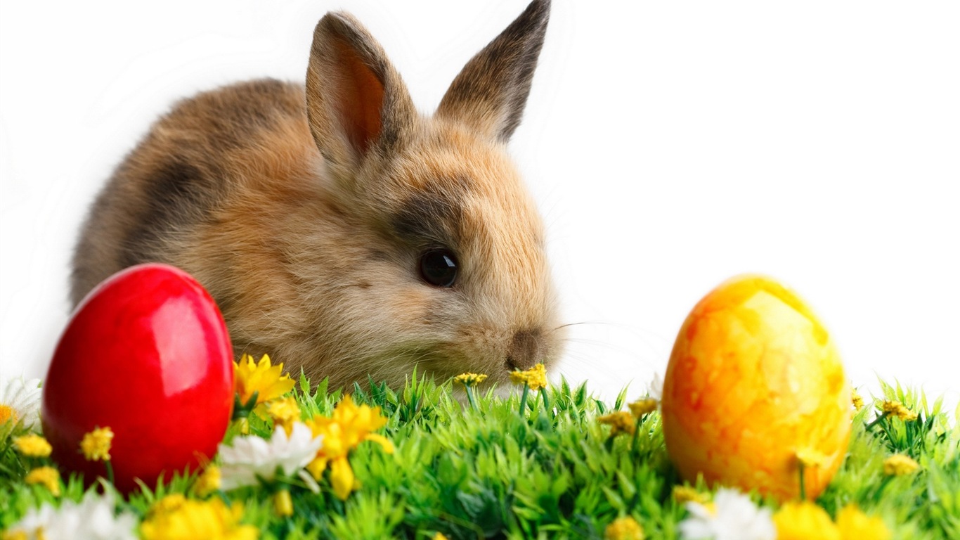 Furry animals, cute bunny HD wallpapers #4 - 1366x768