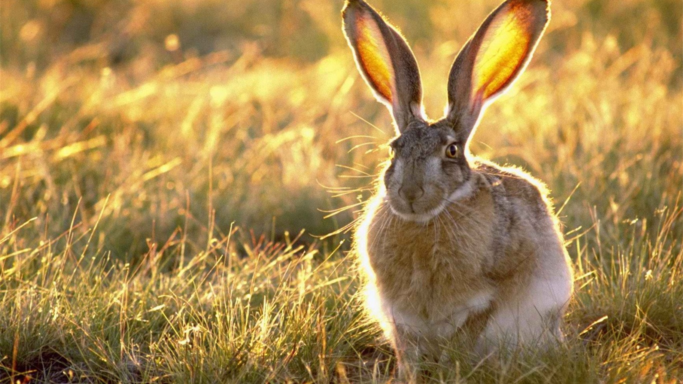 毛茸茸的动物，可爱的兔子 高清壁纸5 - 1366x768