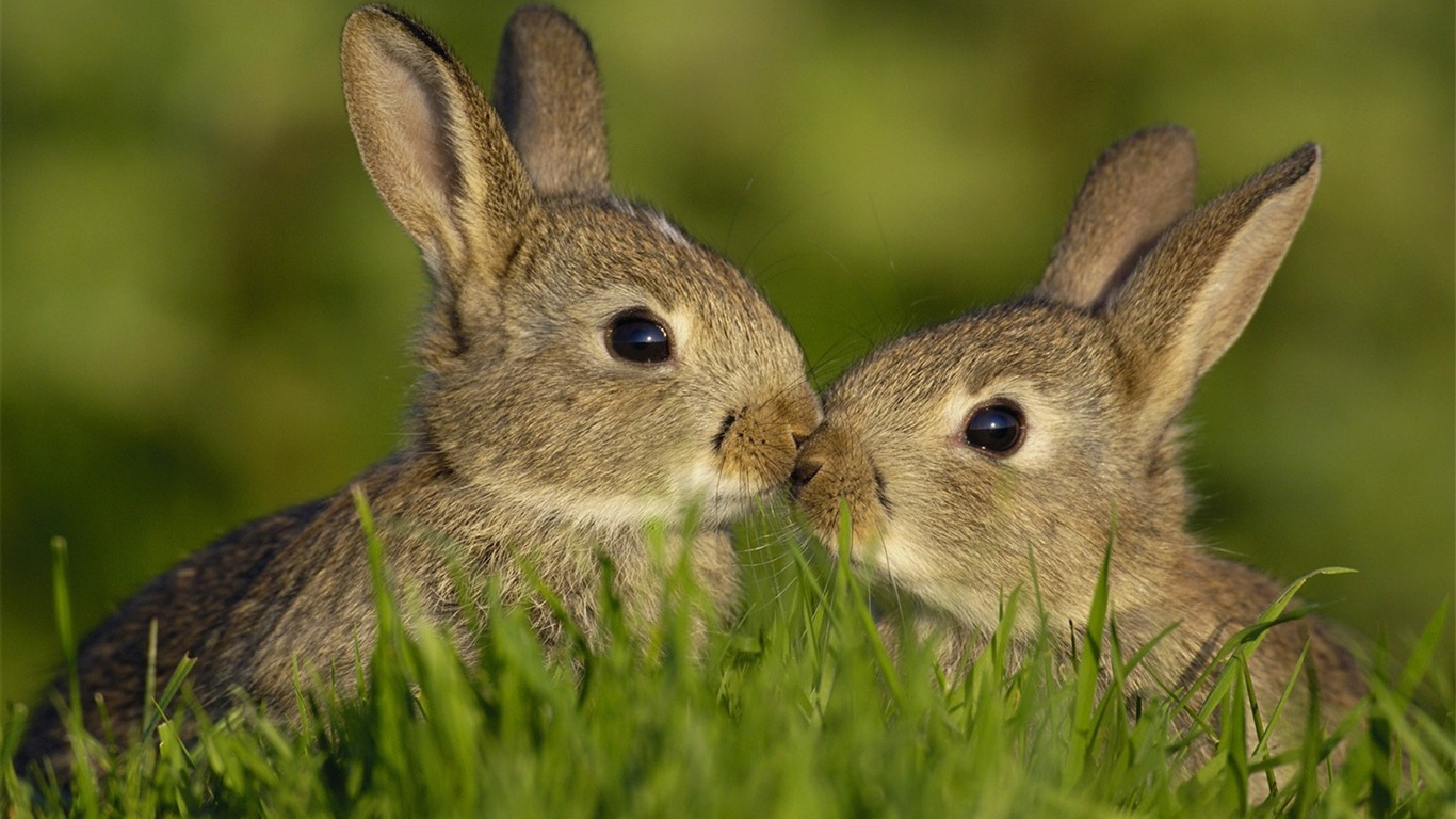 Пушистые животные, милые обои кролик HD #6 - 1366x768