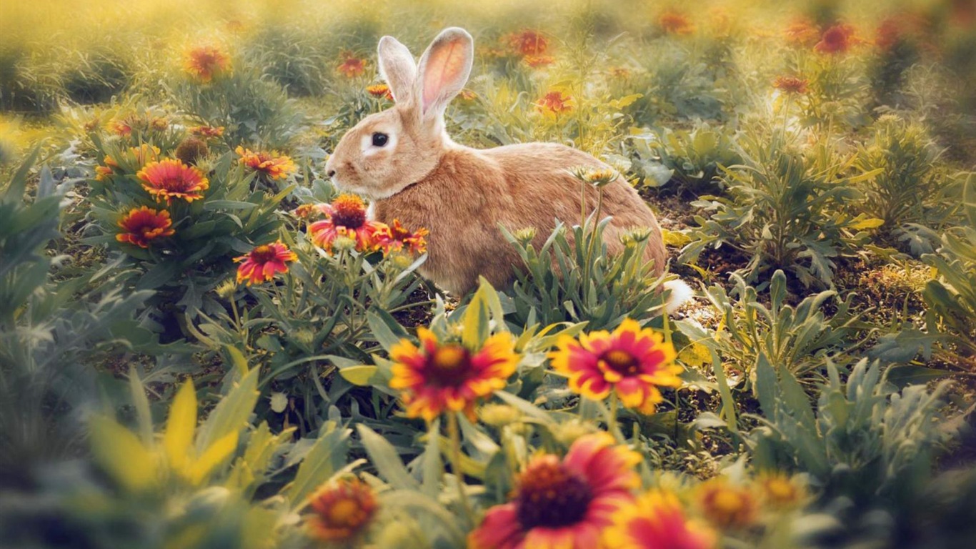 모피 동물, 귀여운 토끼의 HD 배경 화면 #9 - 1366x768