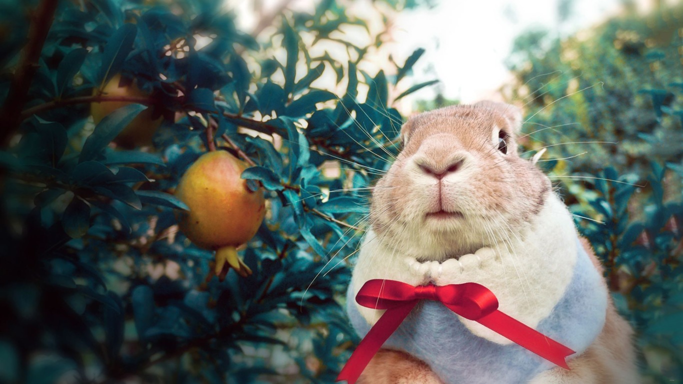 Animaux à fourrure, mignon fonds d'écran lapin HD #14 - 1366x768