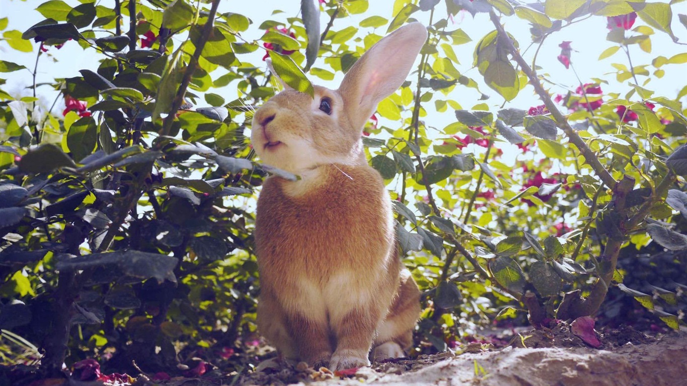 毛茸茸的動物，可愛的兔子 高清壁紙 #16 - 1366x768