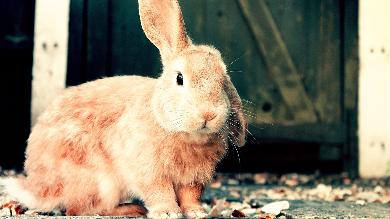 毛茸茸的动物，可爱的兔子 高清壁纸17 - 1366x768