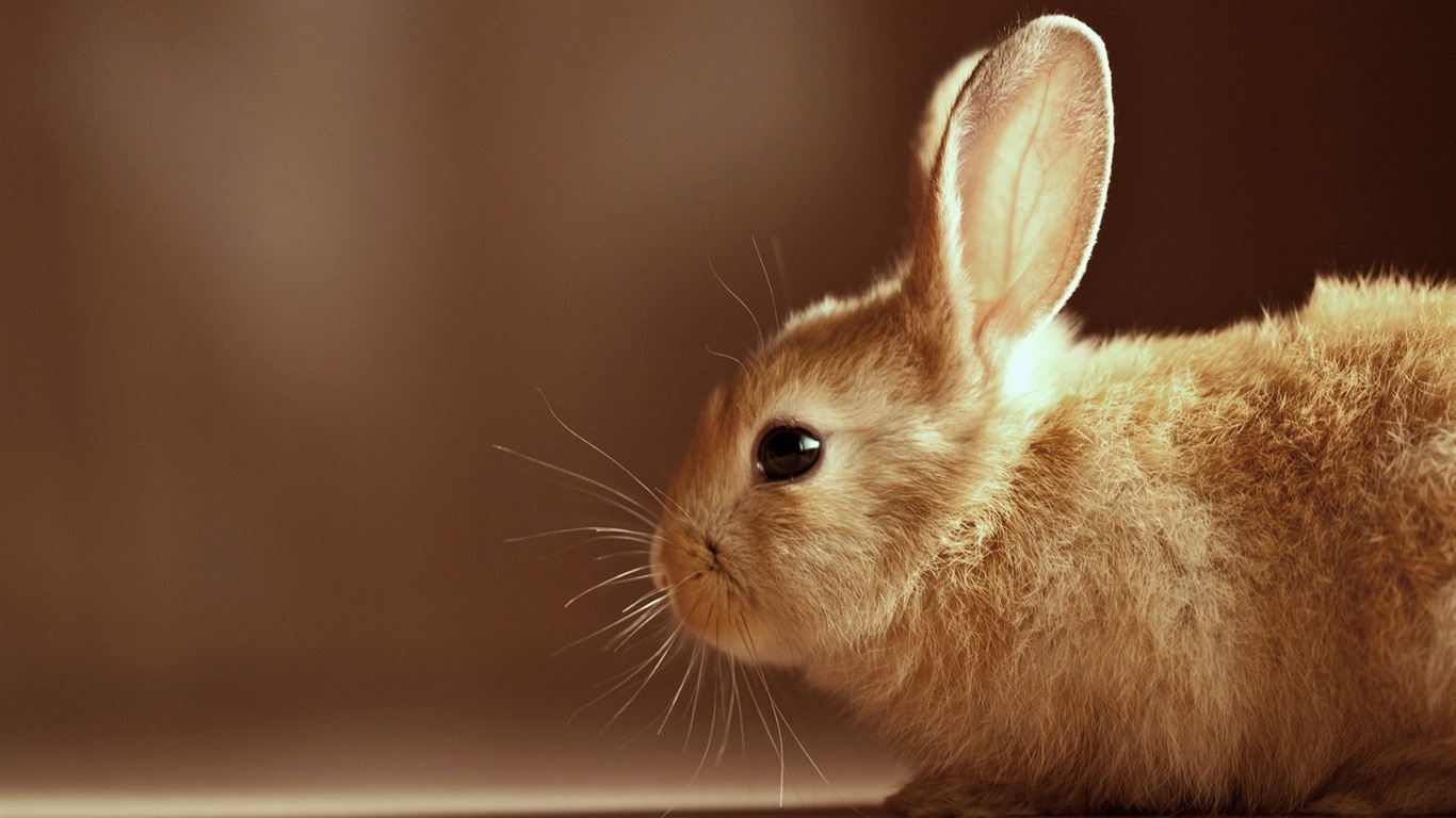 毛茸茸的动物，可爱的兔子 高清壁纸19 - 1366x768