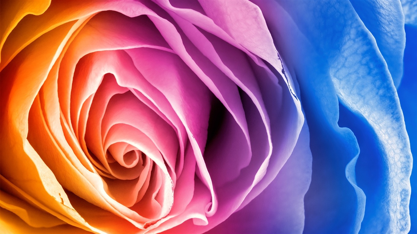 화려한 색상, 아름다운 꽃의 HD 배경 화면 #3 - 1366x768