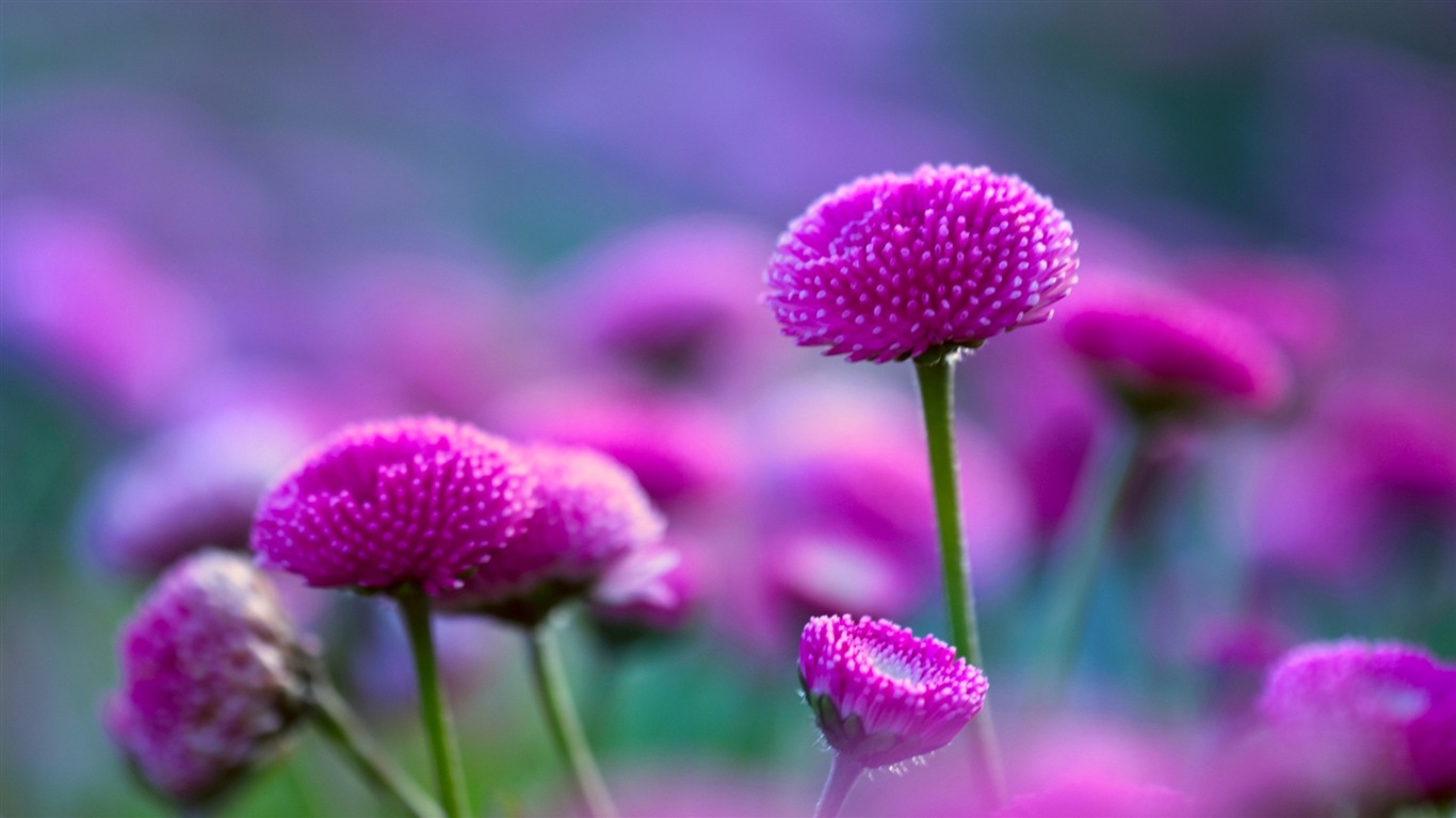 화려한 색상, 아름다운 꽃의 HD 배경 화면 #11 - 1366x768