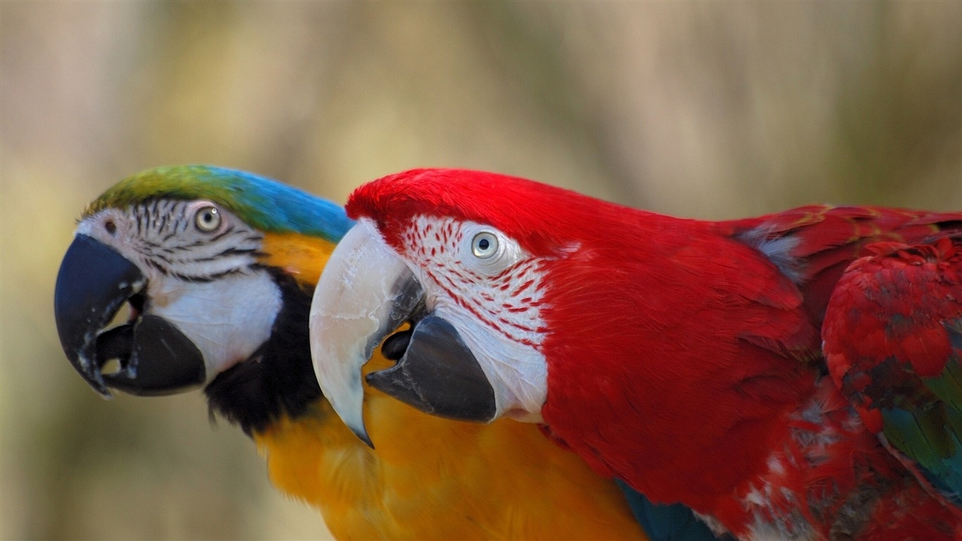 Macaw Nahaufnahme HD Wallpaper #6 - 1366x768