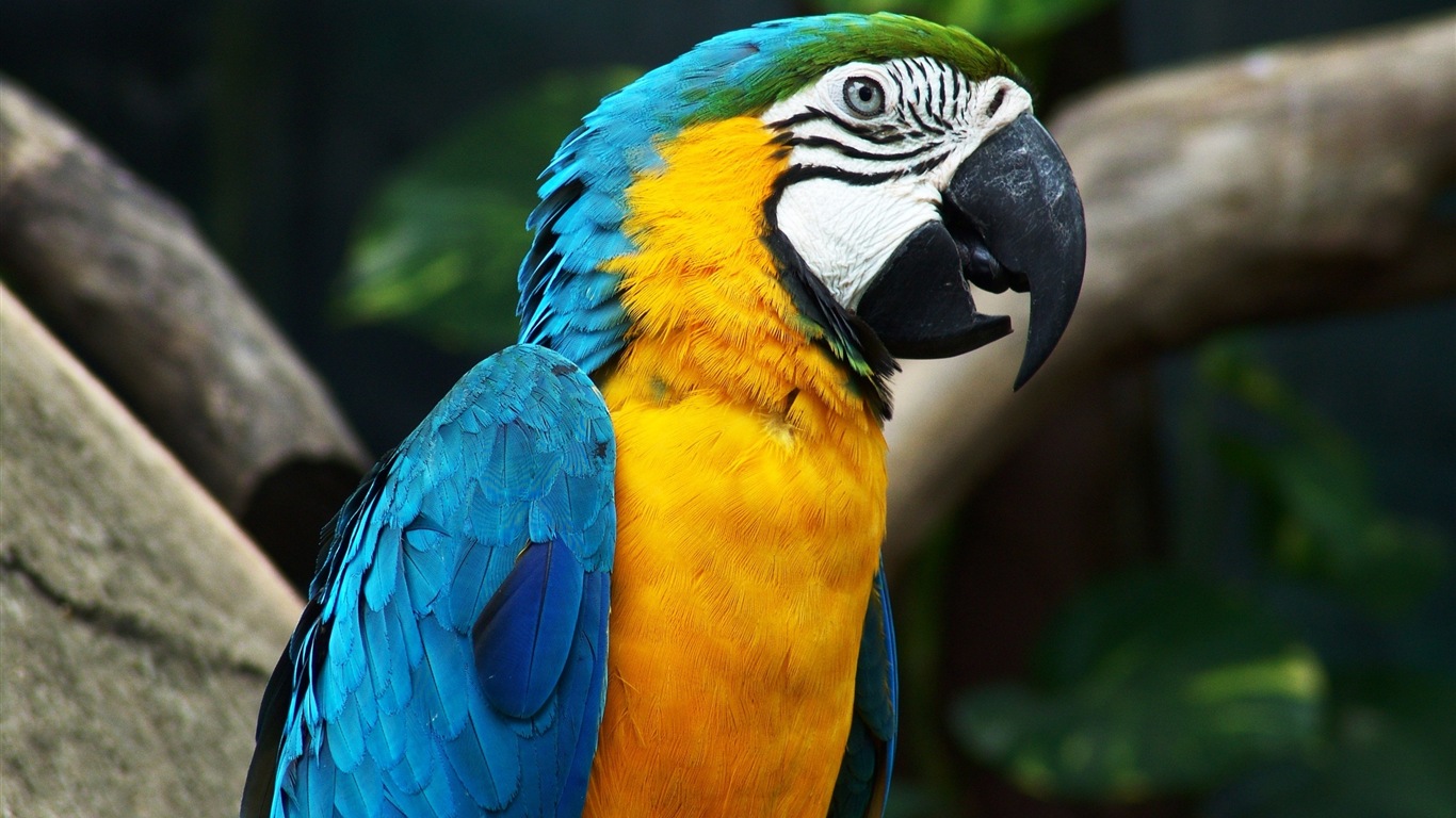 Macaw close-up fonds d'écran HD #7 - 1366x768