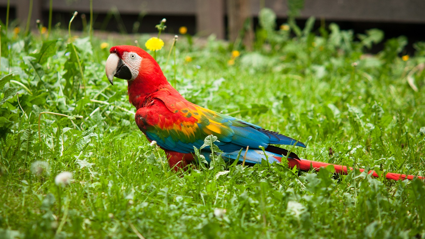 Macaw close-up HD wallpapers #8 - 1366x768