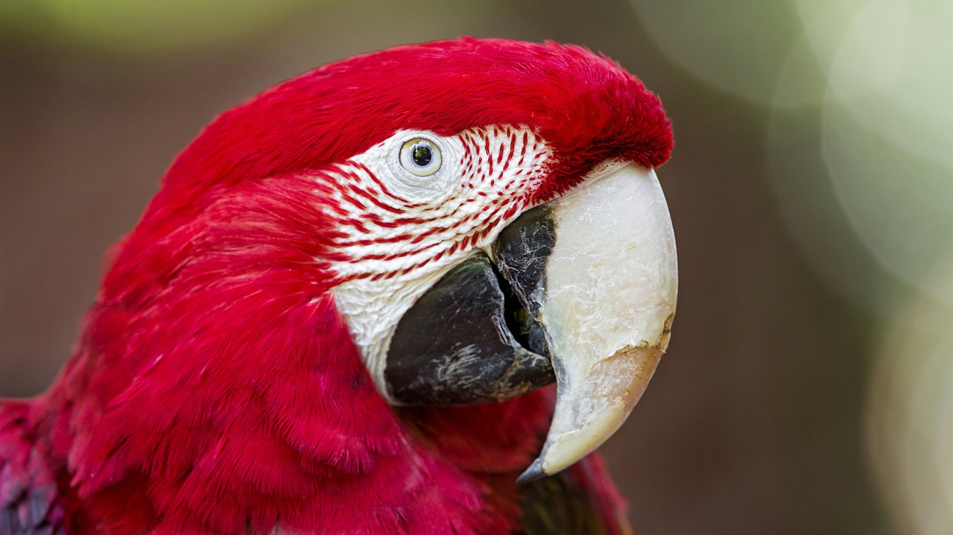 Macaw close-up fonds d'écran HD #9 - 1366x768