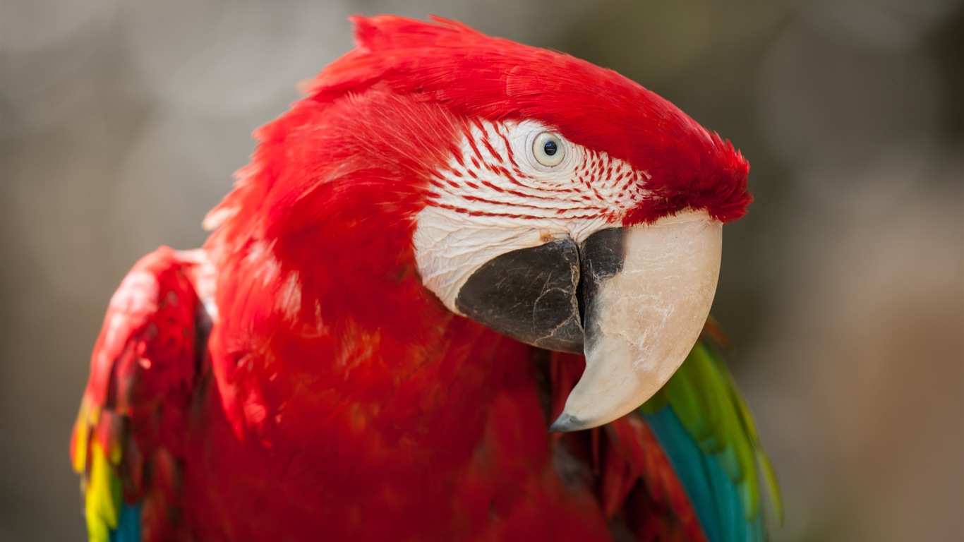 Macaw close-up fonds d'écran HD #11 - 1366x768