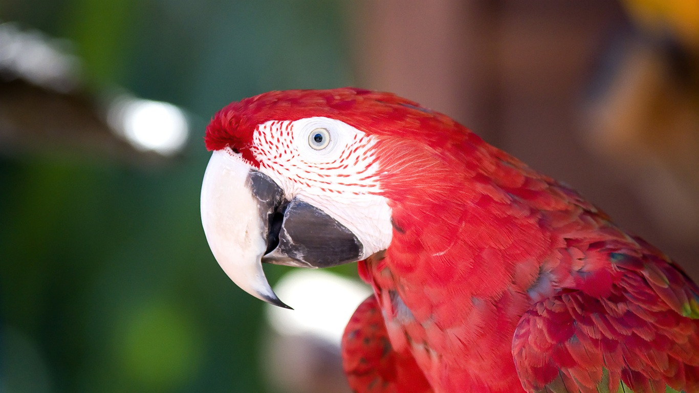 Macaw close-up fonds d'écran HD #14 - 1366x768