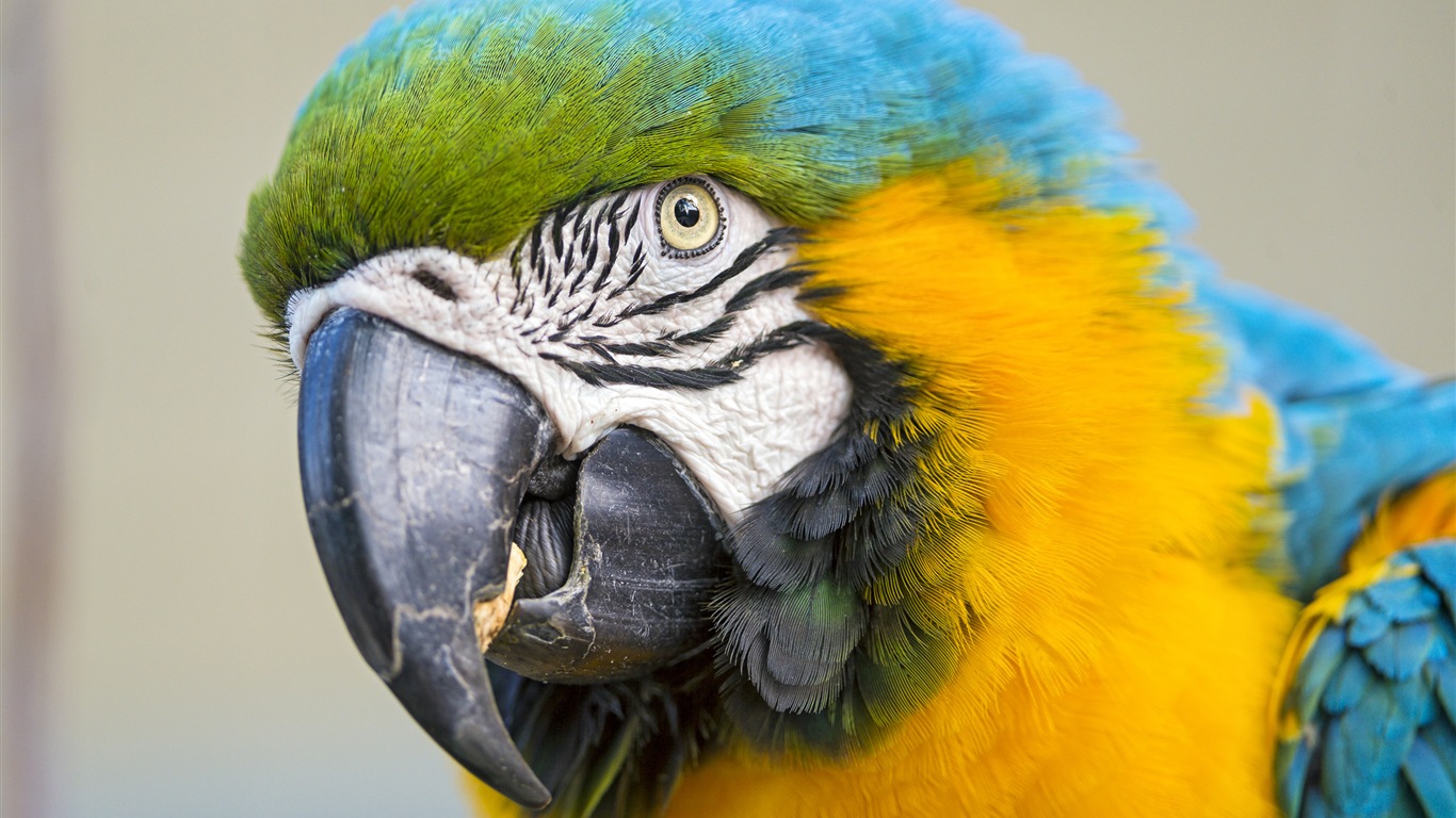 Macaw close-up fonds d'écran HD #15 - 1366x768