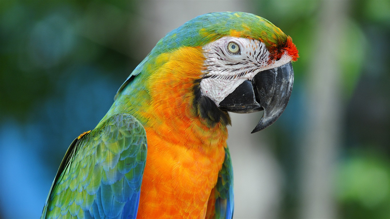 Macaw close-up fonds d'écran HD #21 - 1366x768