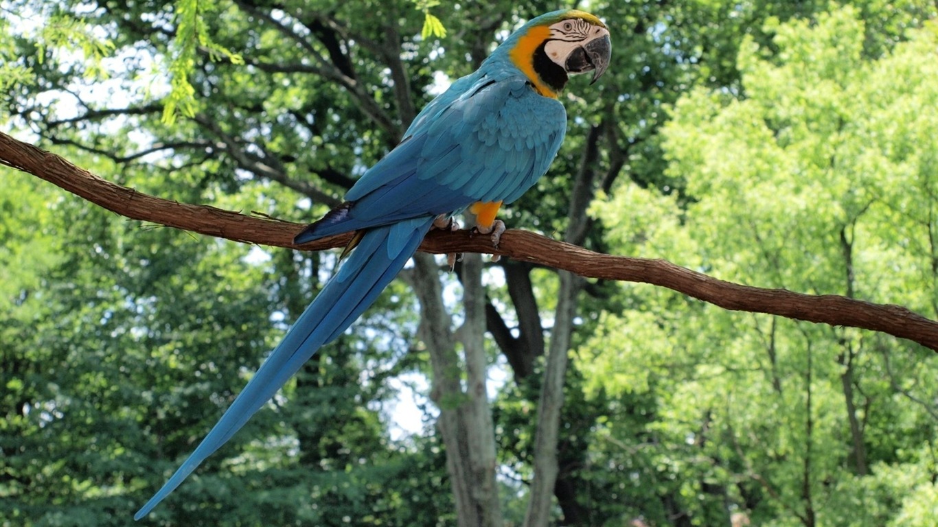 Macaw close-up fonds d'écran HD #22 - 1366x768