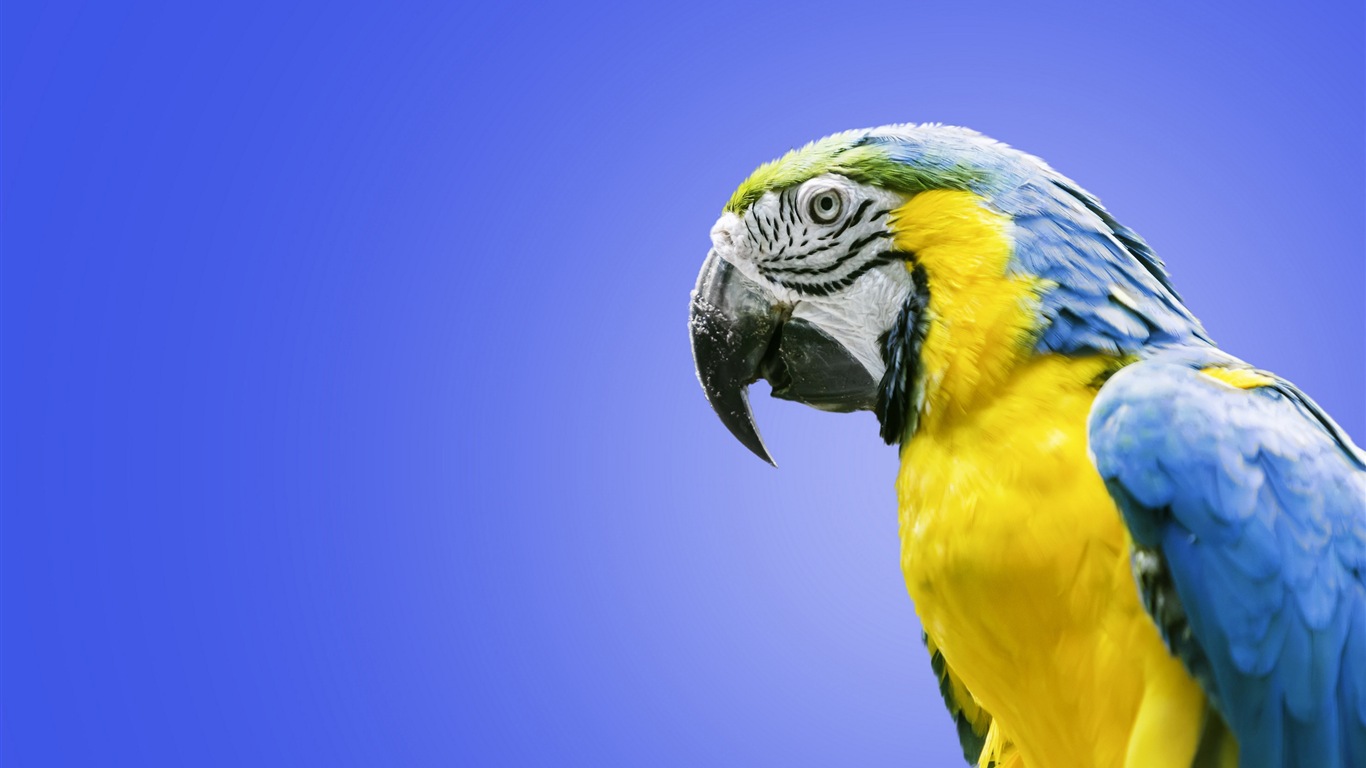 Macaw close-up fonds d'écran HD #24 - 1366x768
