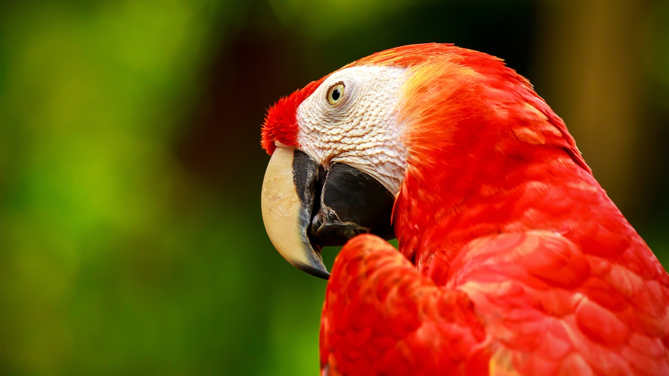 Macaw close-up fonds d'écran HD #26 - 1366x768