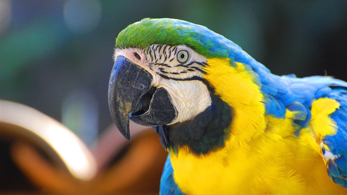 Macaw close-up HD wallpapers #3 - 1366x768