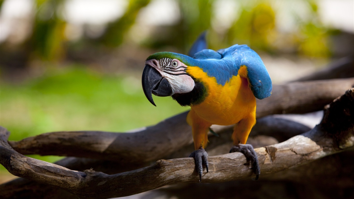 Macaw Nahaufnahme HD Wallpaper #4 - 1366x768