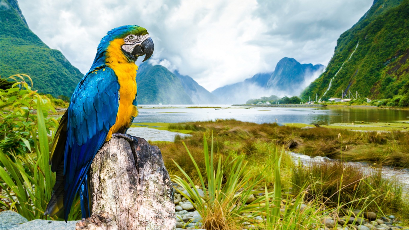 Macaw close-up HD wallpapers #5 - 1366x768