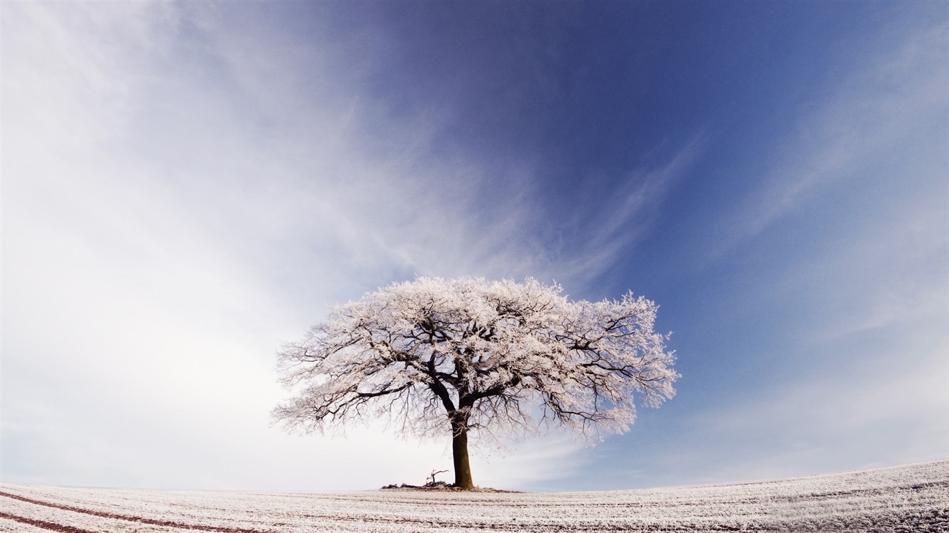 冬の雪の美しい風景のHDの壁紙 #4 - 1366x768