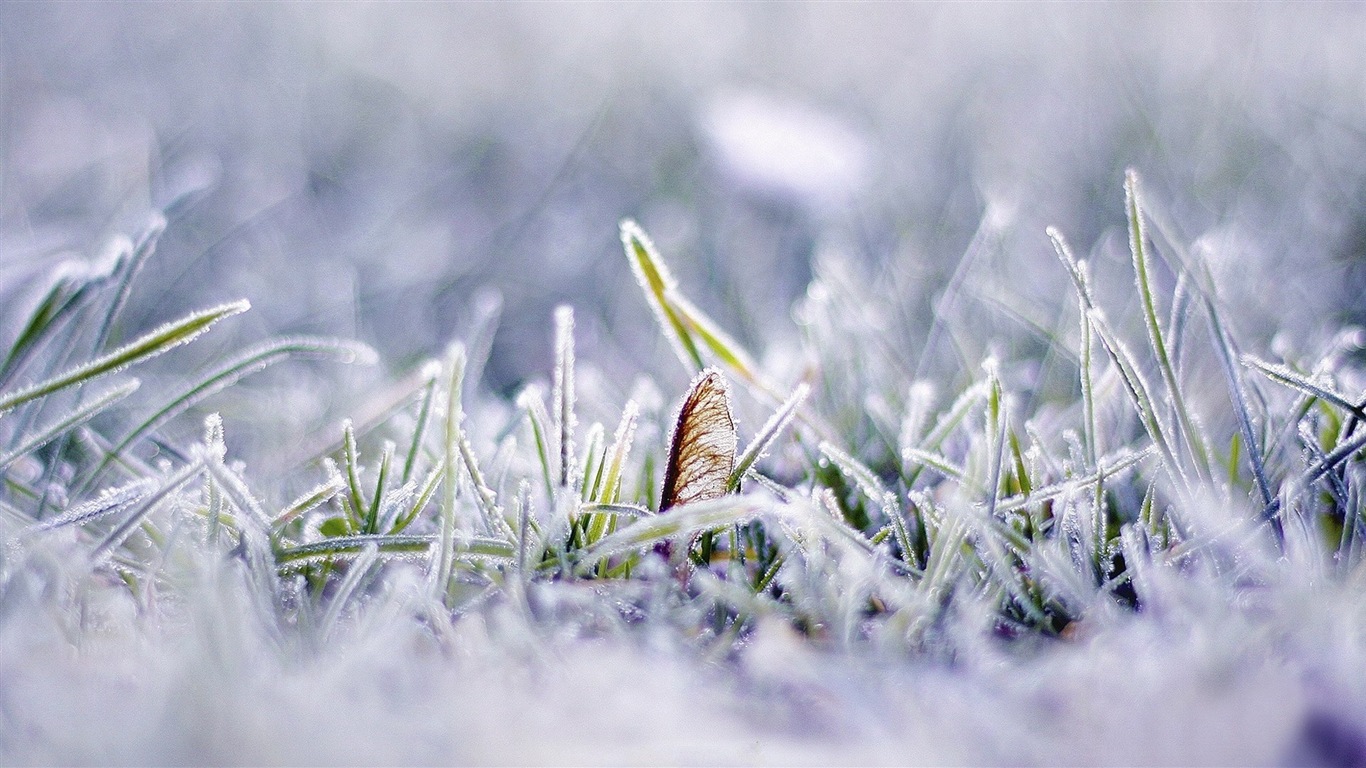 Zimní sníh Nádherná příroda HD tapety na plochu #5 - 1366x768