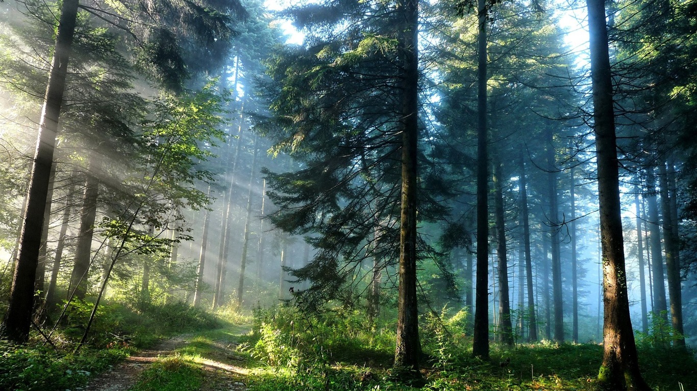Windows 8 theme forest scenery HD wallpapers #1 - 1366x768