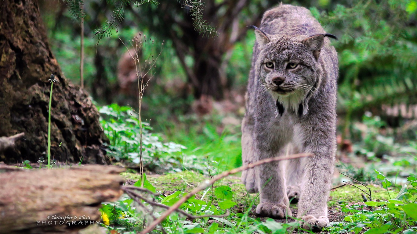 Windowsの8テーマ、野生動物のHDの壁紙 #6 - 1366x768