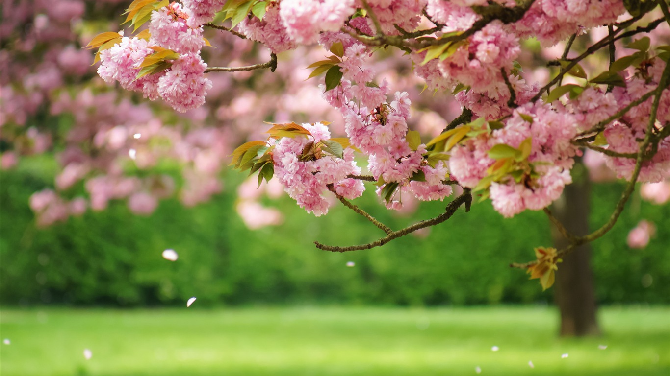 Flores de primavera florecen fondos de pantalla de alta definición #1 - 1366x768