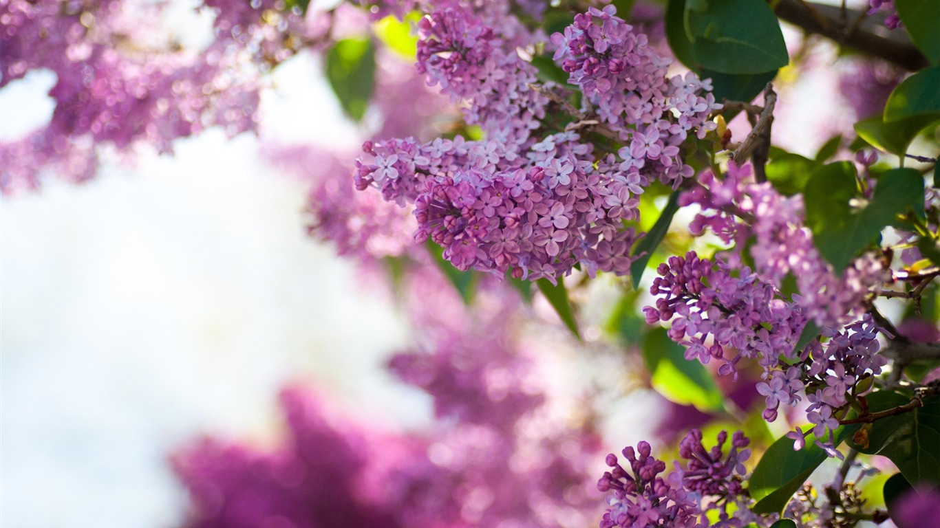 Jarní květiny kvetou HD Tapety na plochu #13 - 1366x768