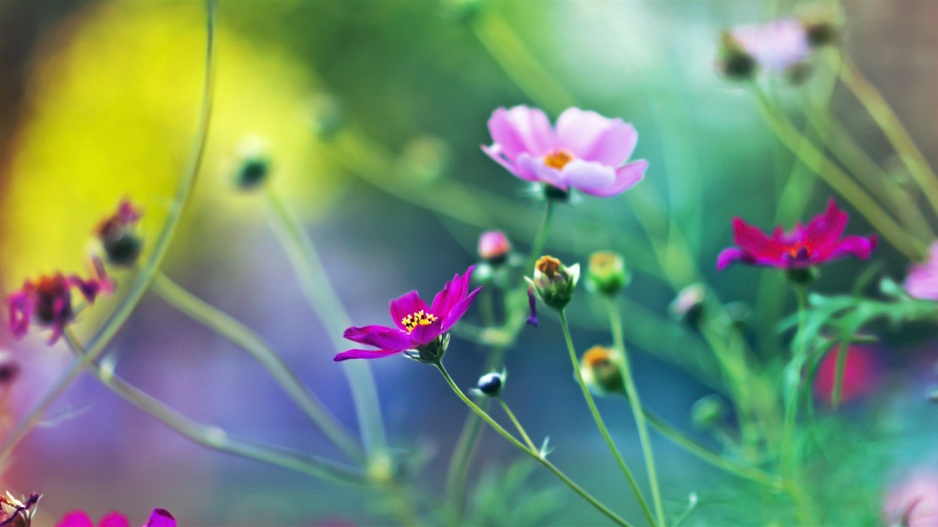 Jarní květiny kvetou HD Tapety na plochu #17 - 1366x768