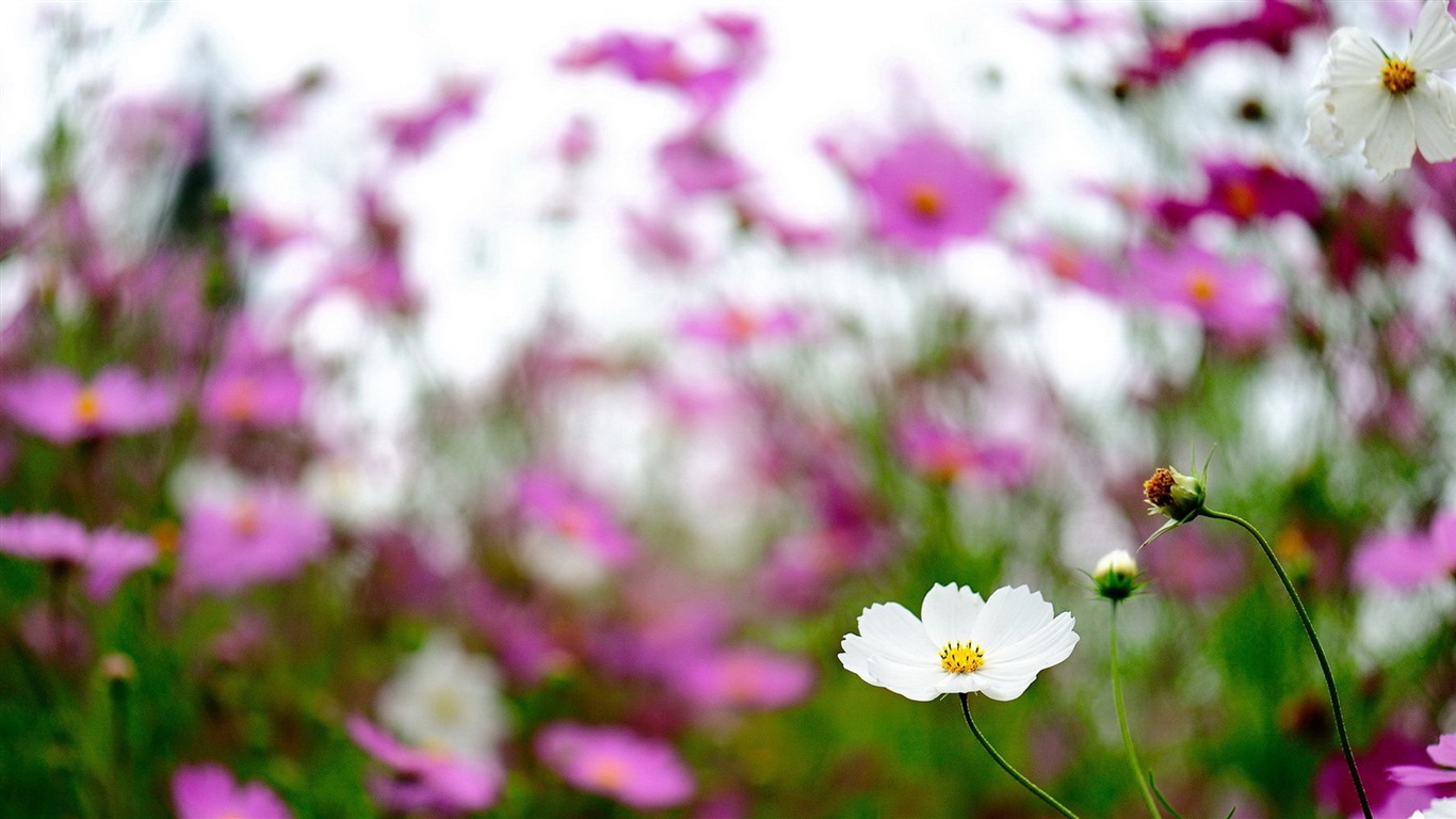 Jarní květiny kvetou HD Tapety na plochu #19 - 1366x768