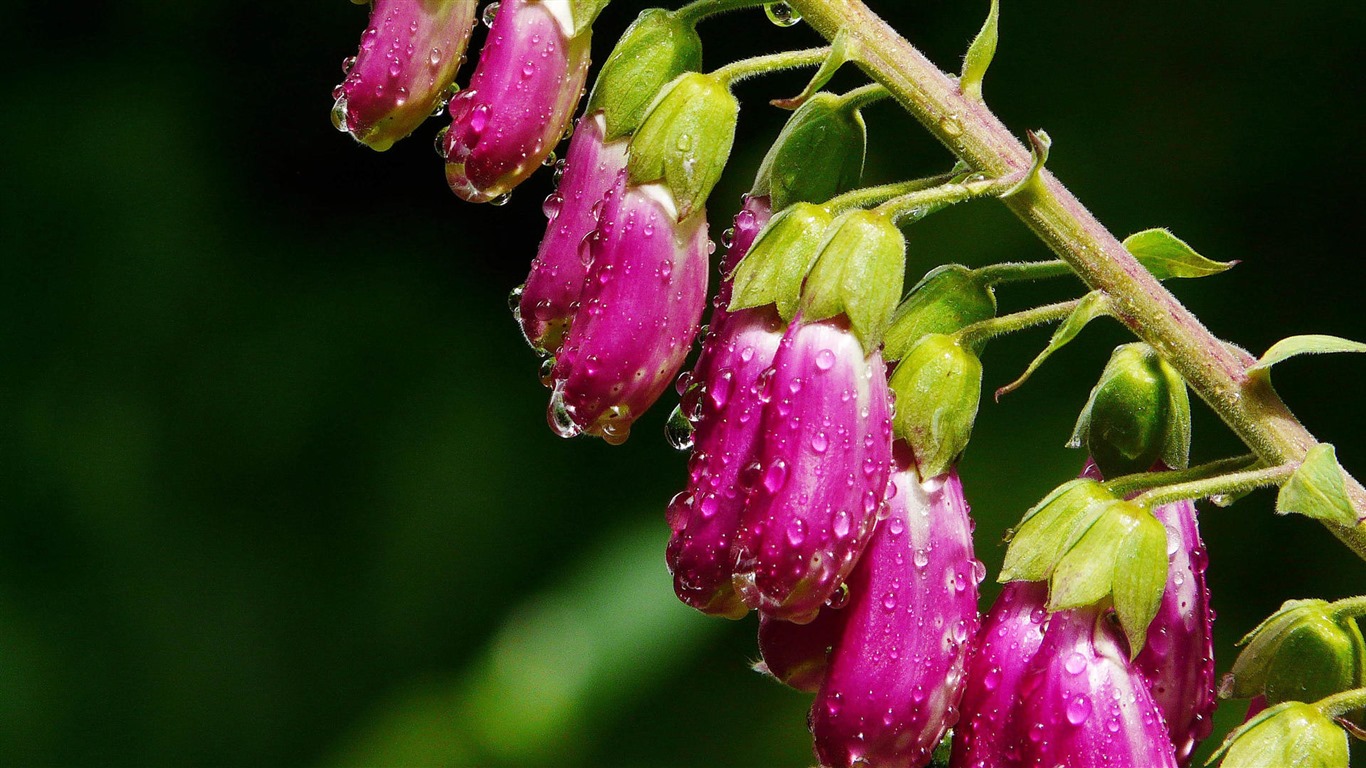 Hermosas flores con fondos de pantalla de alta definición de rocío #1 - 1366x768