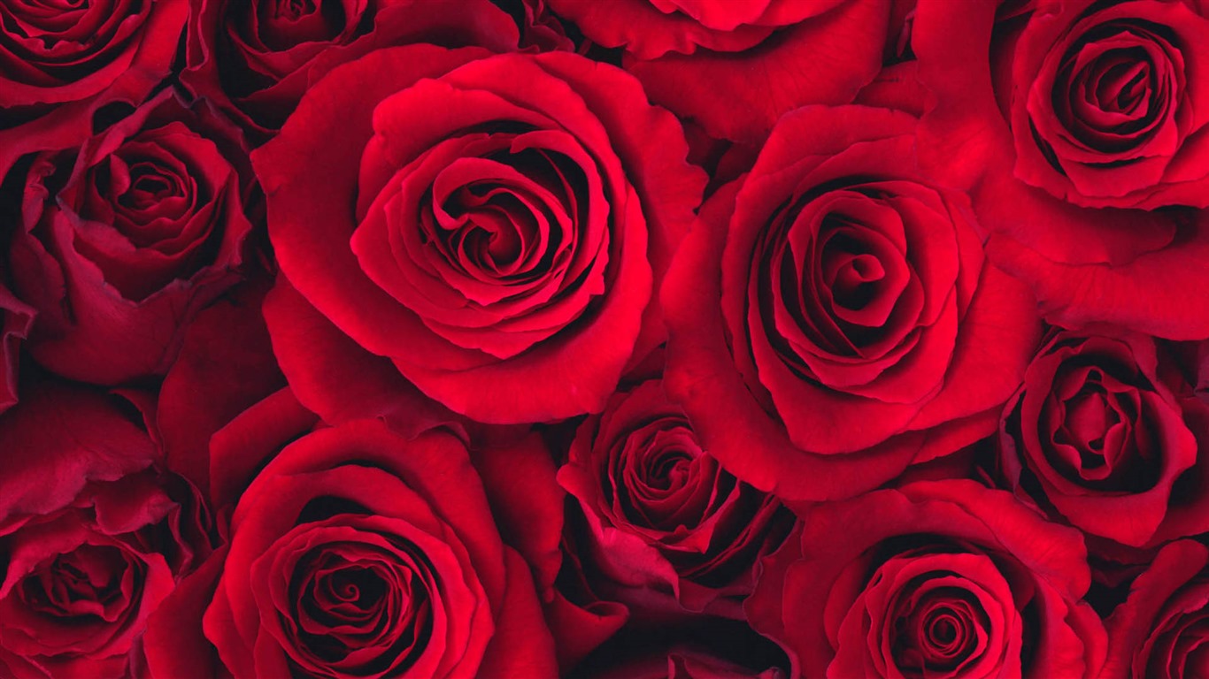 Hermosas flores con fondos de pantalla de alta definición de rocío #5 - 1366x768