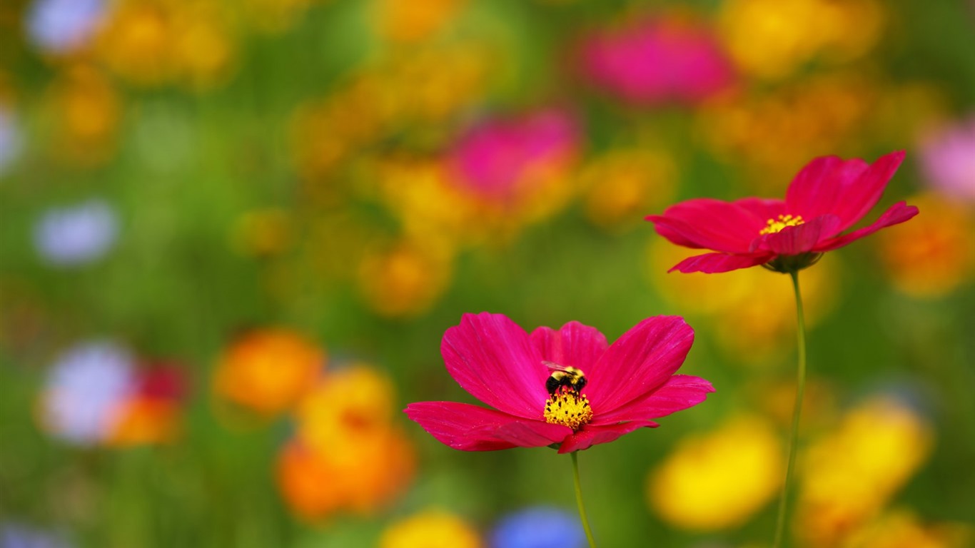 Hermosas flores con fondos de pantalla de alta definición de rocío #8 - 1366x768