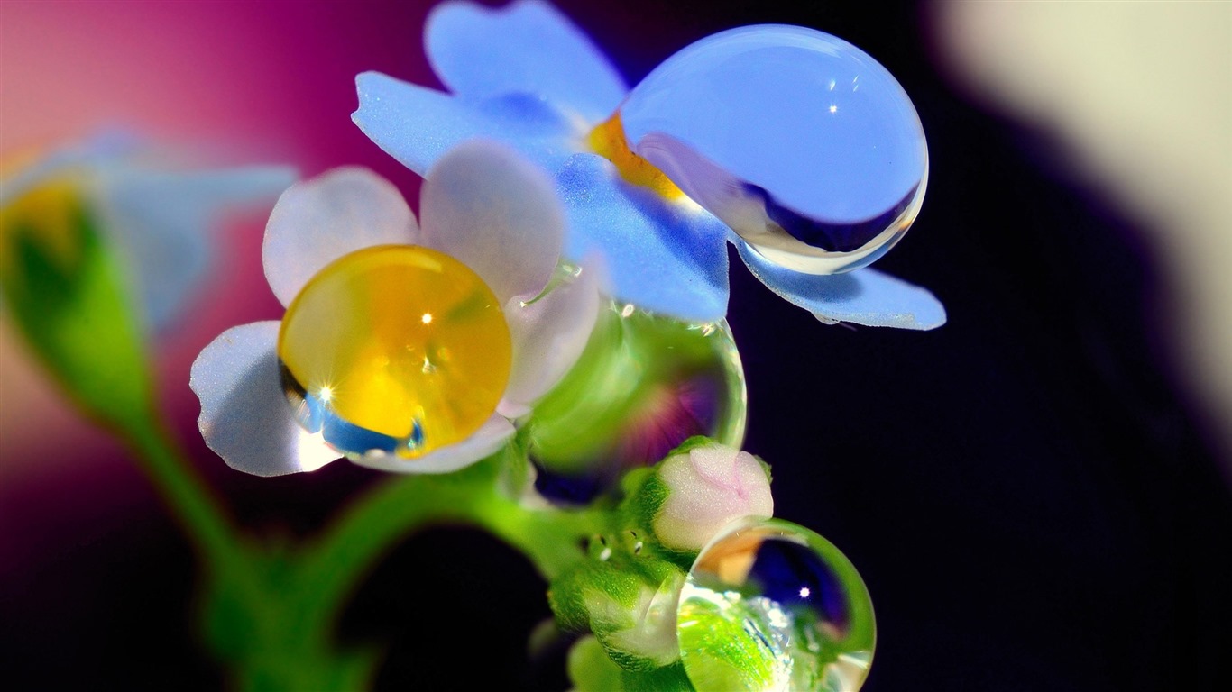 Beautiful flowers with dew HD wallpapers #11 - 1366x768