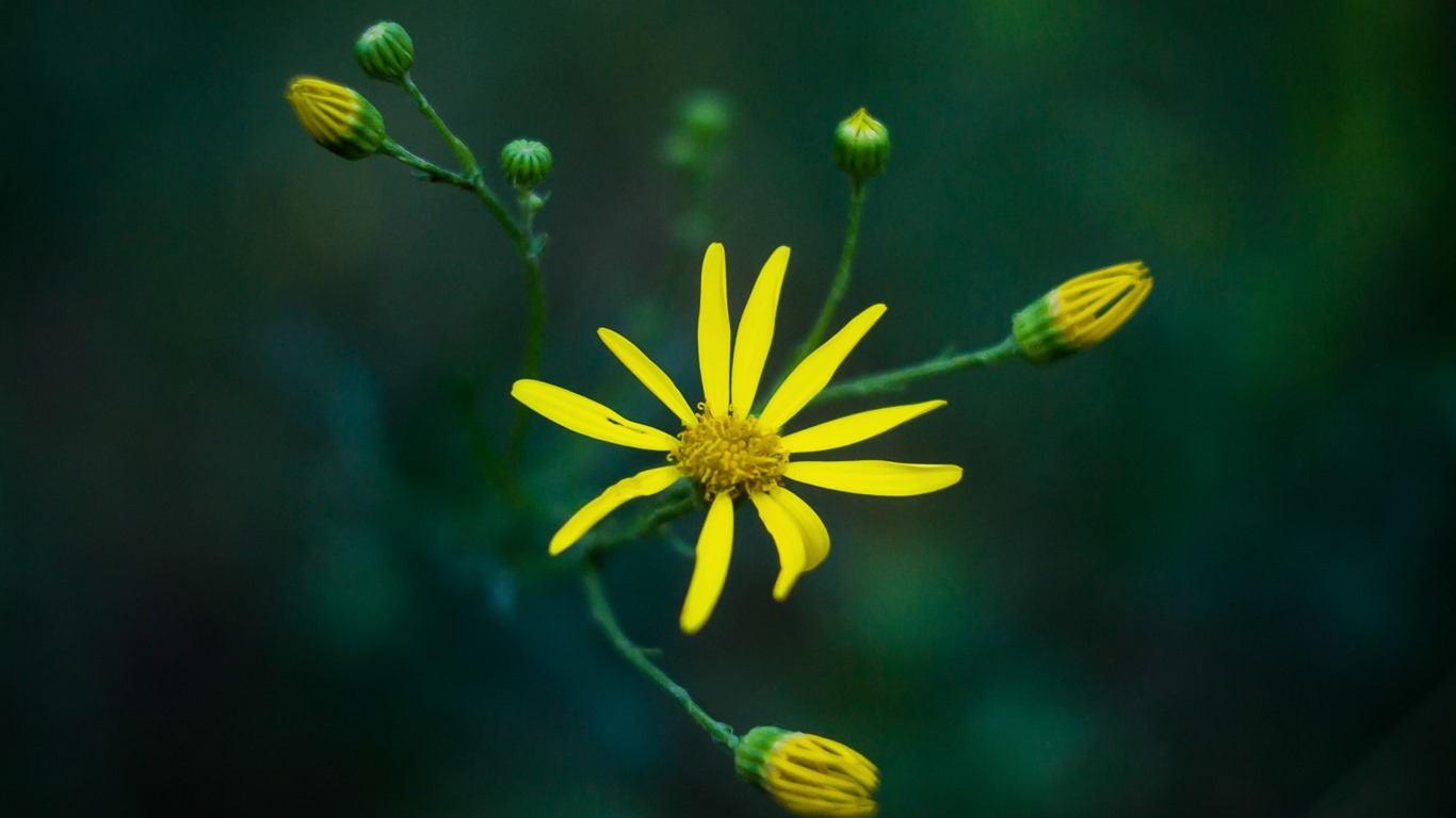 Hermosas flores con fondos de pantalla de alta definición de rocío #12 - 1366x768