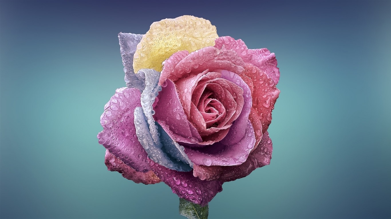 Schöne Blumen mit Tau HD Hintergrundbilder #13 - 1366x768