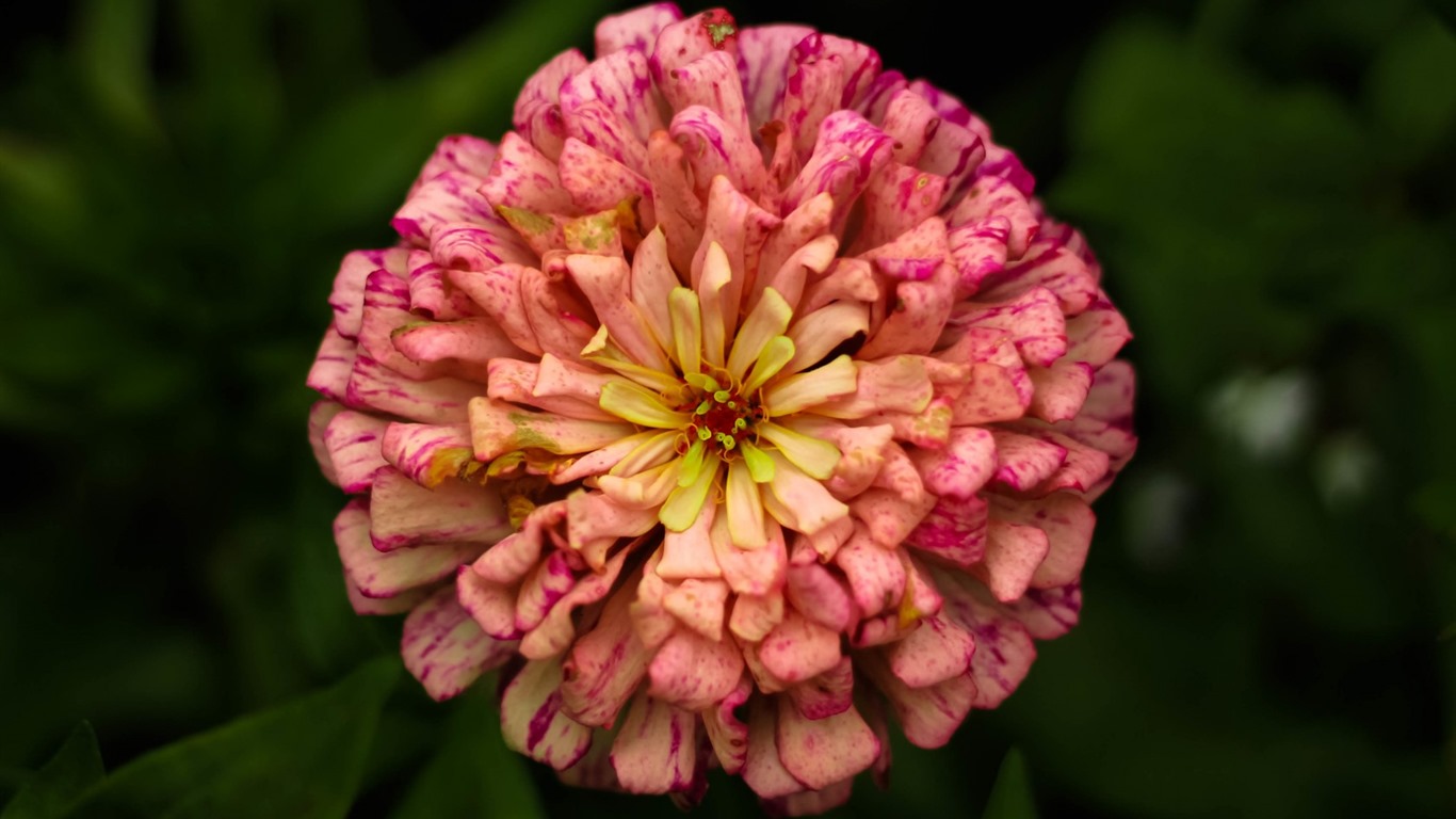 이슬의 HD 월페이퍼와 함께 아름 다운 꽃 #14 - 1366x768