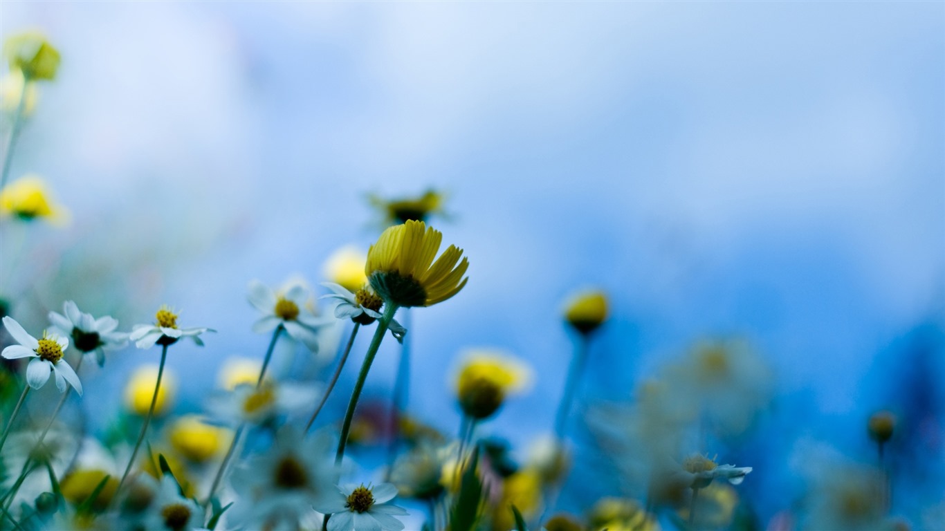 이슬의 HD 월페이퍼와 함께 아름 다운 꽃 #25 - 1366x768