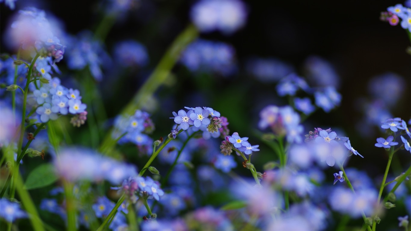 이슬의 HD 월페이퍼와 함께 아름 다운 꽃 #26 - 1366x768