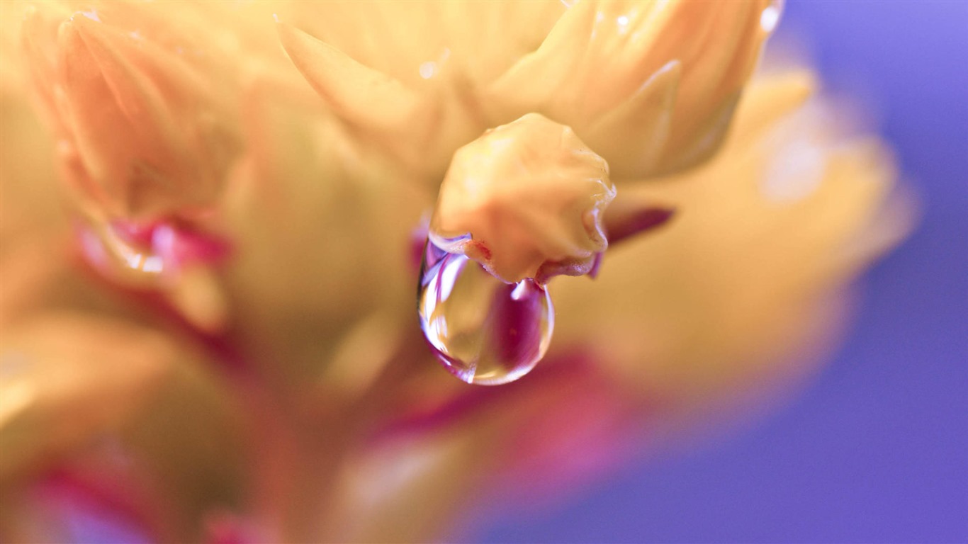 이슬의 HD 월페이퍼와 함께 아름 다운 꽃 #30 - 1366x768